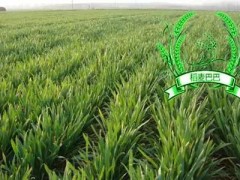 小麥返青期：做好這三點管理措施，促進小麥分蘗生長成大穗！