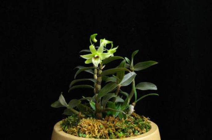 種植鐵皮石斛技術(shù)要點(diǎn)和方法_種植鐵皮石斛技術(shù)要求_鐵皮石斛種植技術(shù)