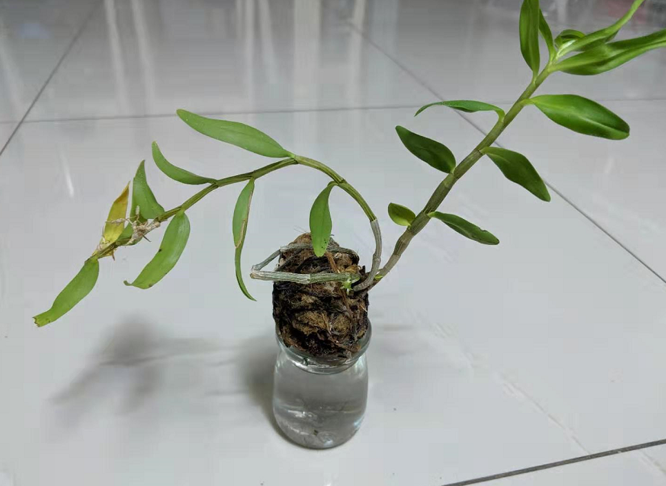 鐵皮石斛種植技術(shù)_種植鐵皮石斛技術(shù)要點(diǎn)和方法_種植鐵皮石斛技術(shù)要求