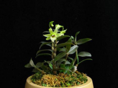 在家盆栽鐵皮石斛，養(yǎng)護(hù)過程中需要注意的幾點(diǎn)，做好了開花成串