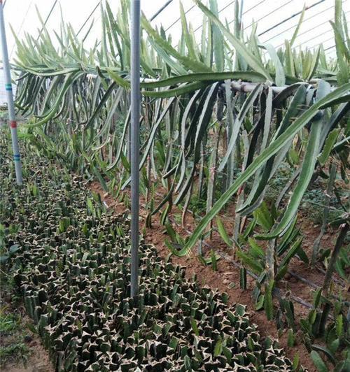 種植火龍果種子_種火龍果籽怎么種植方法_火龍果籽怎么種植