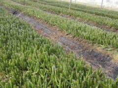 火龍果種植技術(shù)掌握指南（從育苗到收獲，了解火龍果的全過(guò)程）