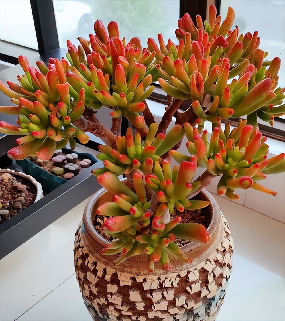 吸財(cái)樹多肉_吸財(cái)樹多肉怎么養(yǎng)_吸財(cái)樹多肉葉子發(fā)皺