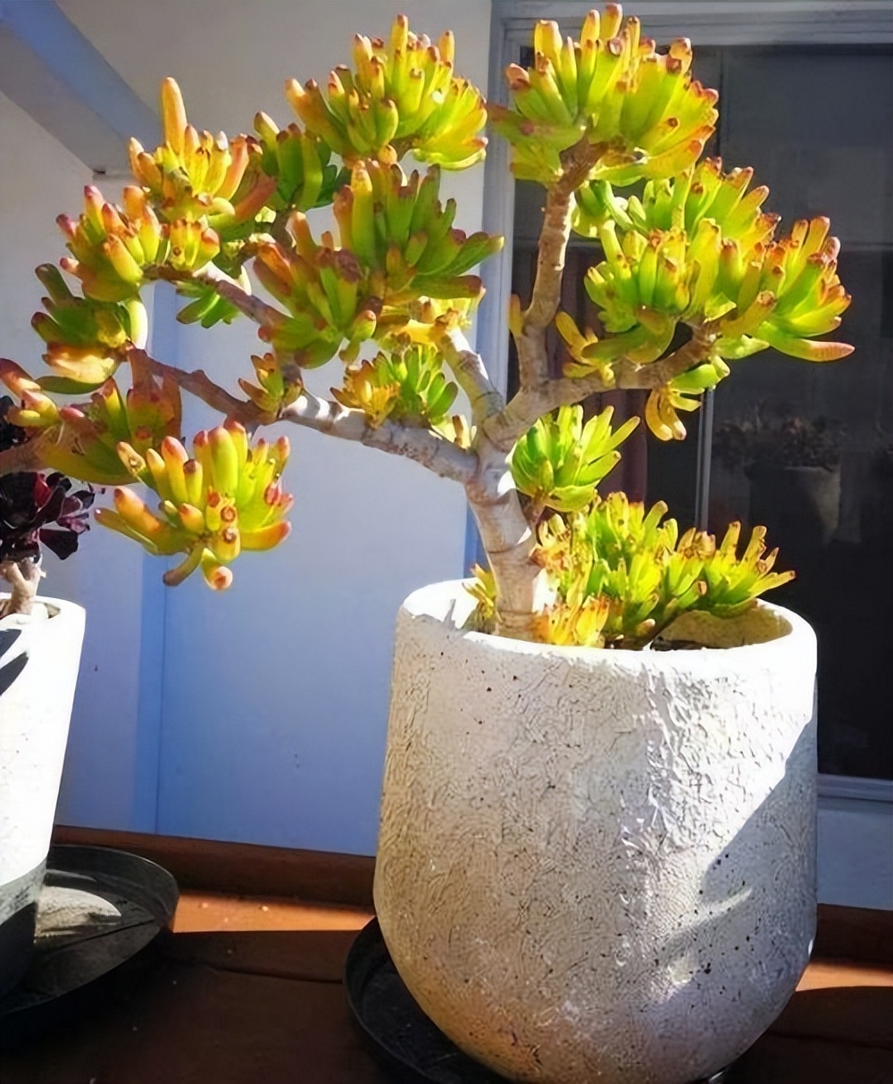 吸財(cái)樹多肉_吸財(cái)樹多肉怎么養(yǎng)_吸財(cái)樹多肉葉子發(fā)皺