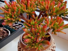 新手春天養(yǎng)吸財樹，教你幾個小妙招，輕松養(yǎng)成小老樁，寓意美好