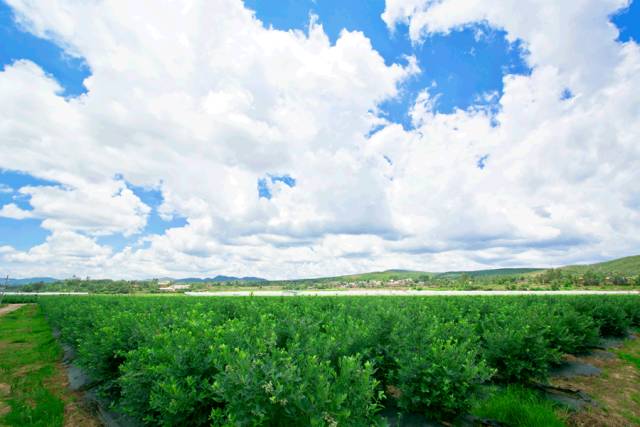 藍莓農(nóng)藥多嗎_藍莓農(nóng)藥打的多嗎_藍莓的農(nóng)藥殘留多嗎