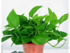 辦公室養(yǎng)什么綠植好