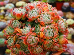 夏天養(yǎng)多肉，記住4個不要，個個安全度夏，葉子肥厚胖嘟嘟