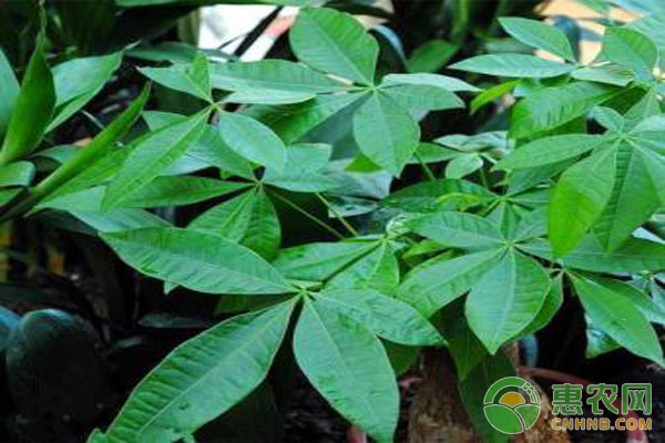 客廳養(yǎng)什么綠植_客廳養(yǎng)綠植多了好嗎_客廳養(yǎng)綠植風(fēng)水禁忌