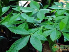 客廳養(yǎng)什么綠植最旺家？