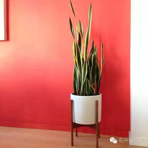 常用室內(nèi)綠植有哪些_室內(nèi)常用綠植_常用室內(nèi)綠植品種