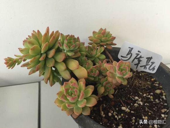 馬庫斯多肉好養(yǎng)嗎_養(yǎng)馬庫斯多肉好不好_多肉植物馬庫斯怎么養(yǎng)