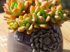 每日一花（五十八）多肉特輯，喜歡看天氣變臉的馬庫斯