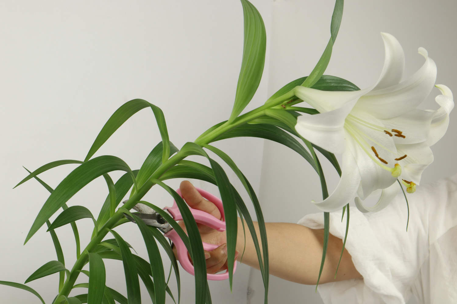 百合種植_百合種植畝產(chǎn)值及利潤(rùn)_百合種植技術(shù)與栽培管理