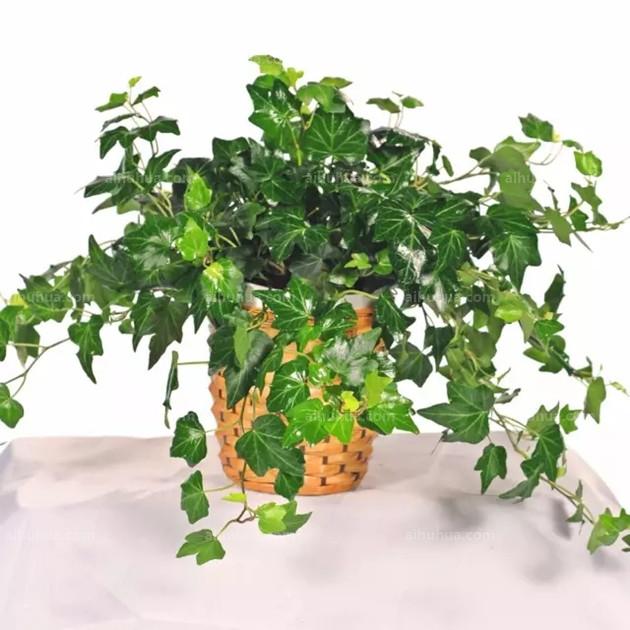 適合室內(nèi)綠植_室內(nèi)綠植適合栽什么_室內(nèi)綠植適合什么肥料