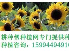 小玫瑰花多肉怎么種？小玫瑰花多肉種植方法