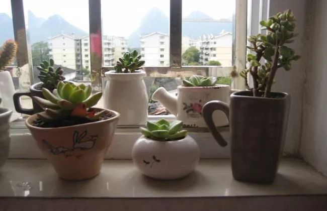 室內(nèi)養(yǎng)植物多肉適合什么花盆_適合在室內(nèi)養(yǎng)的多肉植物_室內(nèi)養(yǎng)植物多肉適合什么土壤