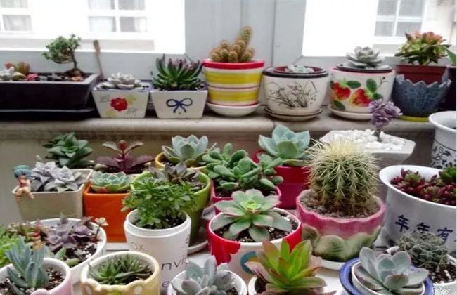 室內(nèi)養(yǎng)植物多肉適合什么花盆_室內(nèi)養(yǎng)植物多肉適合什么土壤_適合在室內(nèi)養(yǎng)的多肉植物