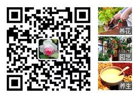 室內(nèi)養(yǎng)植物多肉適合什么土壤_室內(nèi)養(yǎng)植物多肉適合什么花盆_適合在室內(nèi)養(yǎng)的多肉植物