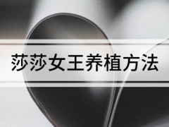 莎莎女王養(yǎng)植方法