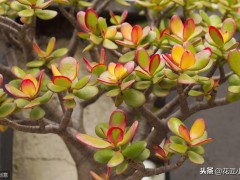 客廳養(yǎng)這12種綠植和8款花卉，顏值高，壽命長(zhǎng)，還很好活易打理