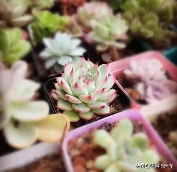 多肉剛種下能曬太陽(yáng)嗎_多肉植物太陽(yáng)曬太多可以嗎_曬能太陽(yáng)種多肉下水嗎