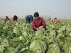 立秋后種這7種蔬菜，好管理宜儲(chǔ)存，能吃到春節(jié)后