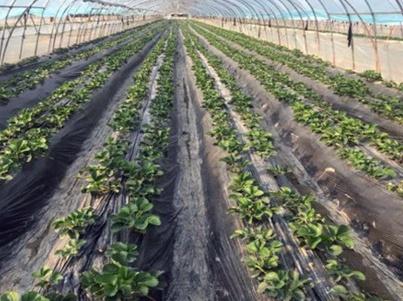 種子草莓怎么種植_草莓籽的種植方法及時(shí)間_種草莓籽教程視頻