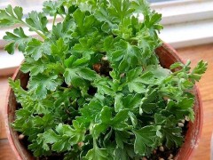 秋天了，養(yǎng)菊花注意做好這幾點(diǎn)，菊花蹭蹭竄花苞，不斷開花開到爆