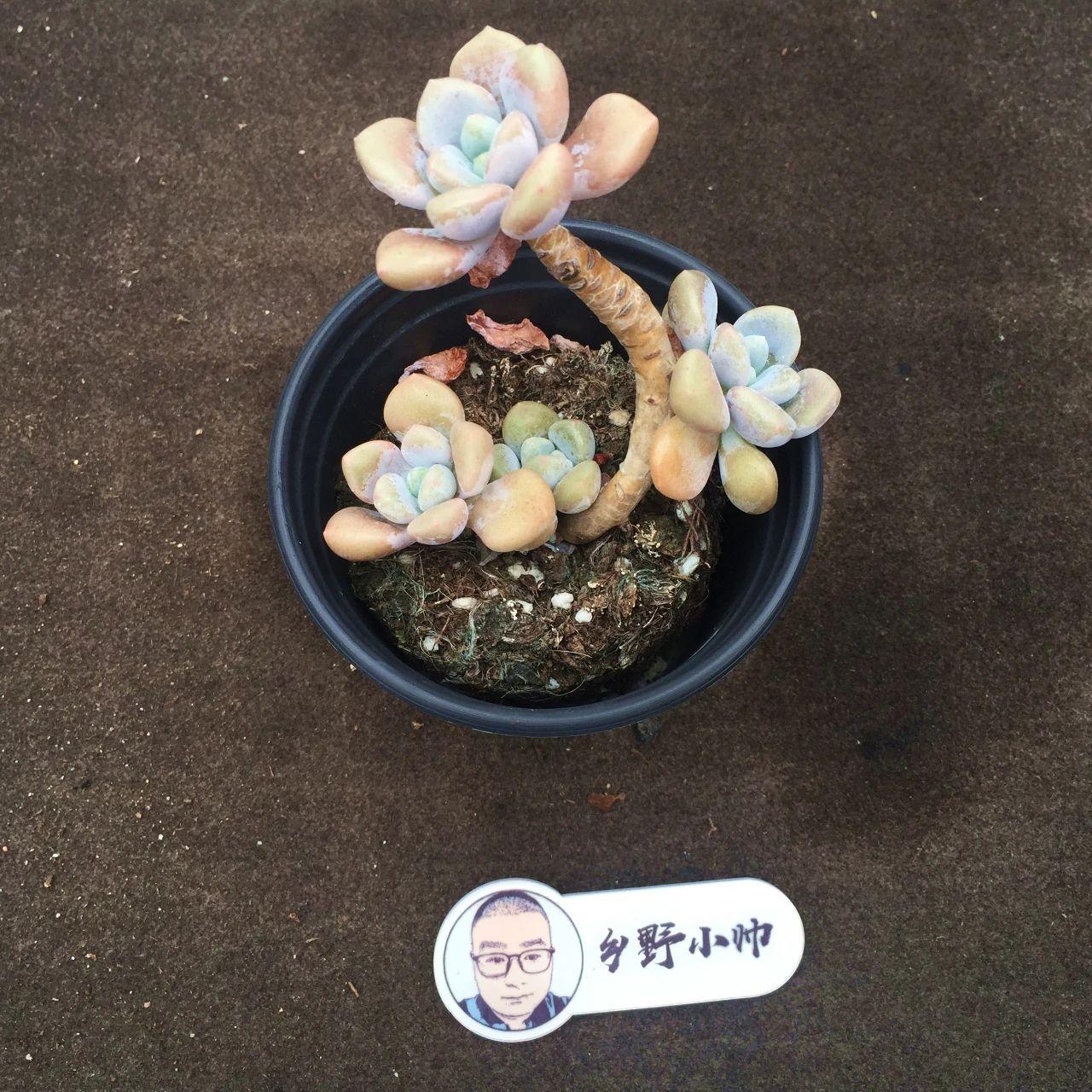 多肉植物麥稈怎么養(yǎng)_多肉麥稈養(yǎng)護(hù)_多肉麥稈的養(yǎng)殖方法和注意事項(xiàng)