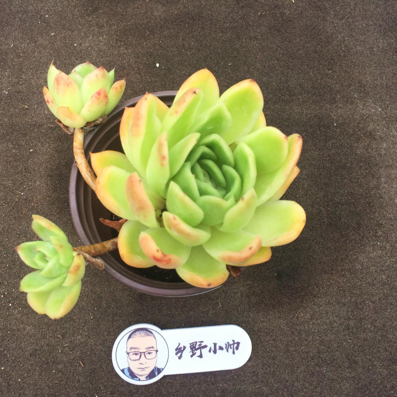 多肉麥稈養(yǎng)護(hù)_多肉植物麥稈怎么養(yǎng)_多肉麥稈的養(yǎng)殖方法和注意事項(xiàng)