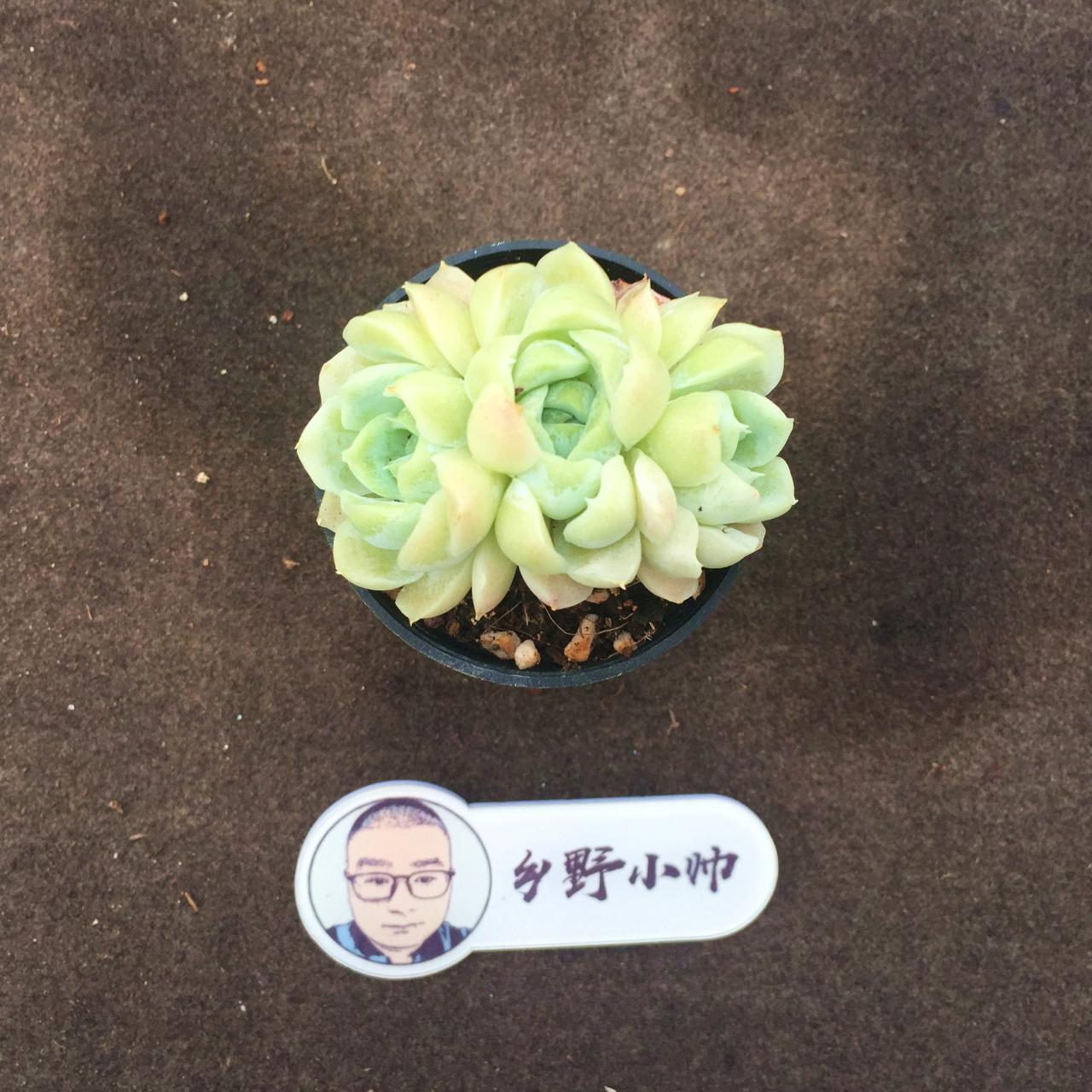 多肉植物麥稈怎么養(yǎng)_多肉麥稈的養(yǎng)殖方法和注意事項(xiàng)_多肉麥稈養(yǎng)護(hù)