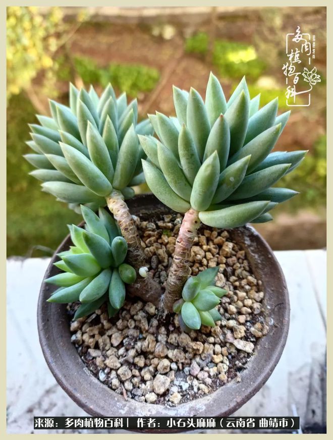 多肉莎莎女王_多肉莎莎女王_多肉莎莎女王