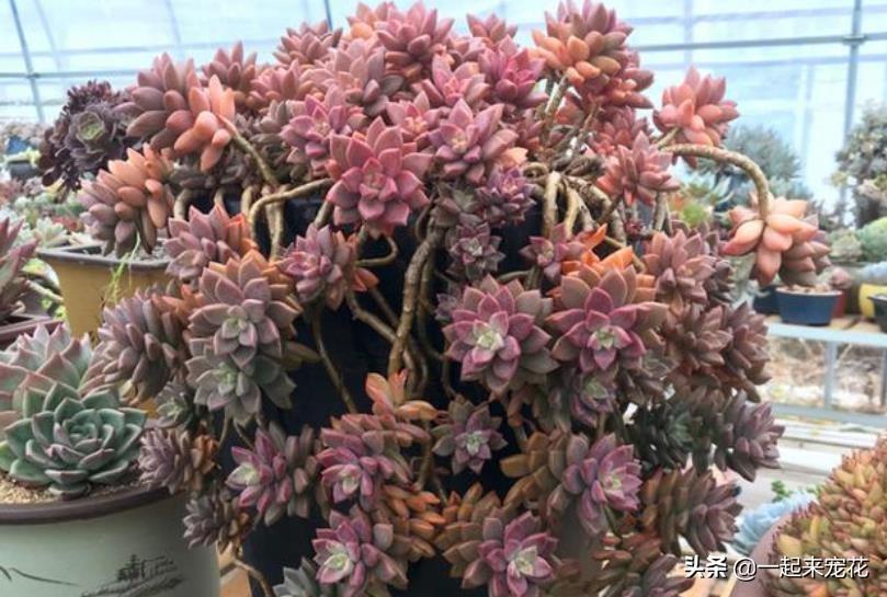 多肉上盆澆水后一直下雨_多肉上盆水澆多了怎么辦_網(wǎng)購多肉上盆后幾天澆水