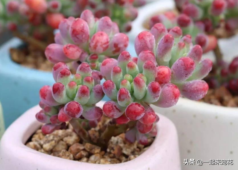 多肉上盆澆水后一直下雨_多肉上盆水澆多了怎么辦_網(wǎng)購多肉上盆后幾天澆水