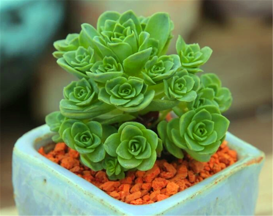 雞蛋玫瑰養(yǎng)多肉好嗎_雞蛋玫瑰多肉怎么養(yǎng)_多肉植物雞蛋玫瑰