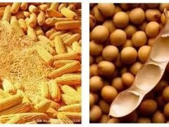 吃玉米大豆或?qū)е伦蚤]癥？草甘膦成最毒農(nóng)藥！