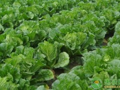 白菜長(zhǎng)白斑打什么農(nóng)藥？