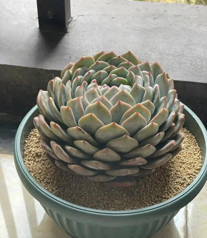 超大巨型多肉_巨型多肉植物_巨型多肉怎么養(yǎng)