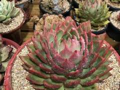 巨型多肉是怎么養(yǎng)出來的？溫室大棚地栽，直徑能長到30公分