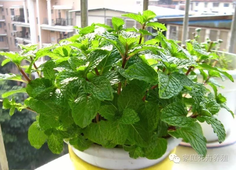 薄荷種植方法與技巧_薄荷的種植方法_薄荷種植方法和注意事項(xiàng)