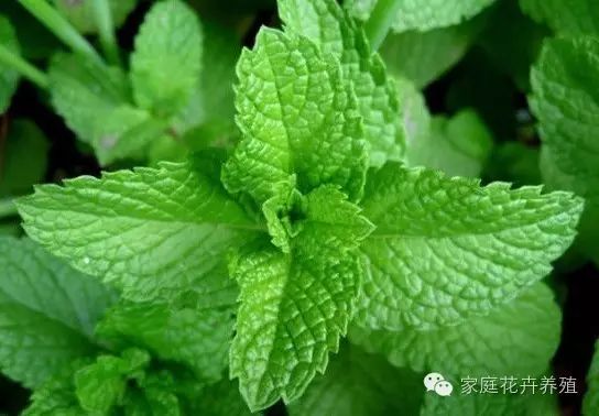 薄荷種植方法與技巧_薄荷的種植方法_薄荷種植方法和注意事項(xiàng)