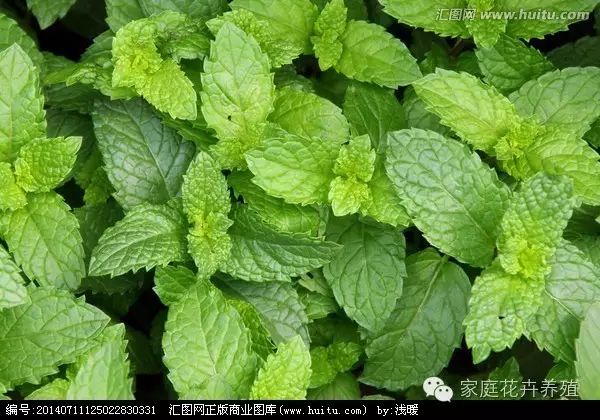薄荷的種植方法_薄荷種植方法和注意事項(xiàng)_薄荷種植方法與技巧