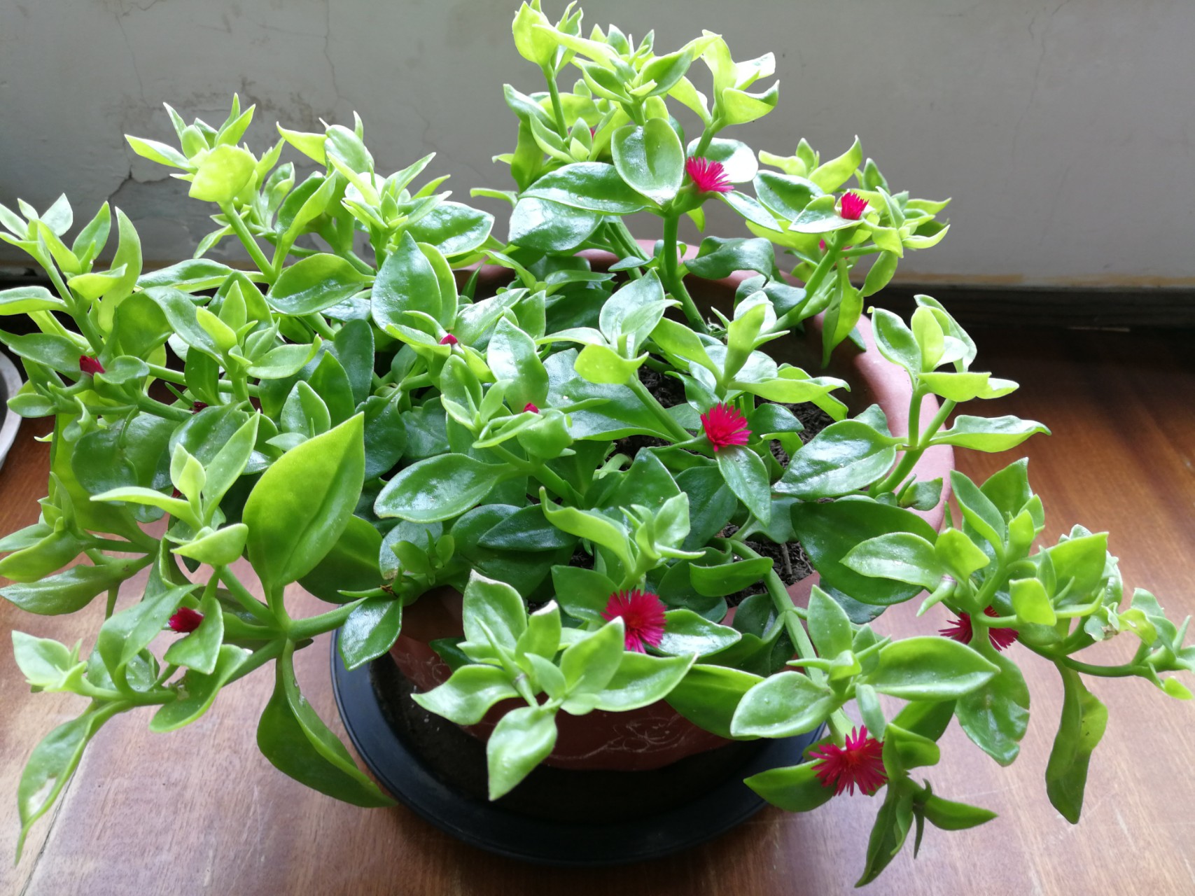 綠植養(yǎng)家里有什么作用_養(yǎng)綠植給身心帶來的好處_家里養(yǎng)什么綠植對身體好