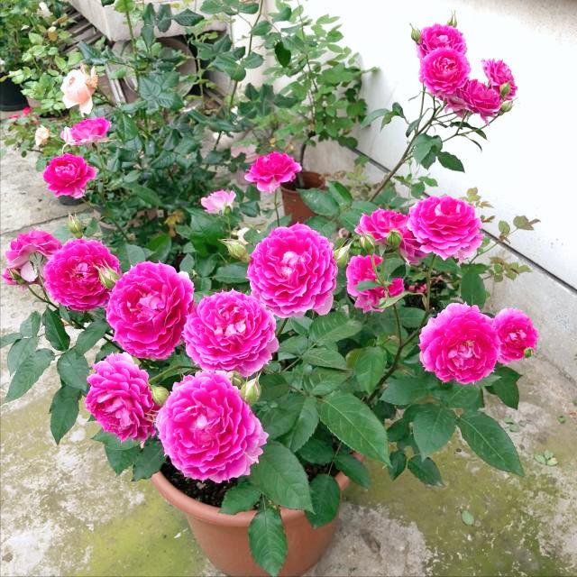 養(yǎng)綠植給身心帶來的好處_綠植養(yǎng)家里有什么作用_家里養(yǎng)什么綠植對身體好