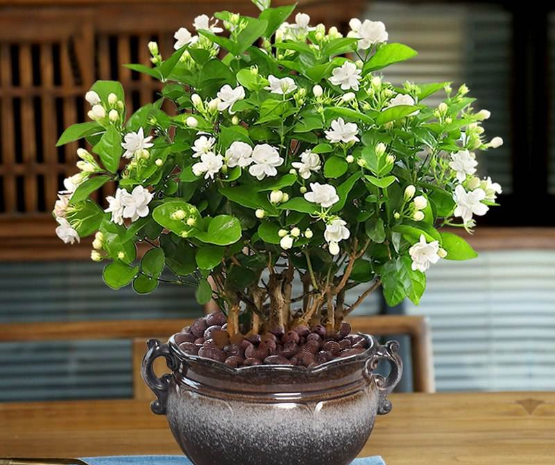 養(yǎng)綠植給身心帶來的好處_綠植養(yǎng)家里有什么作用_家里養(yǎng)什么綠植對身體好