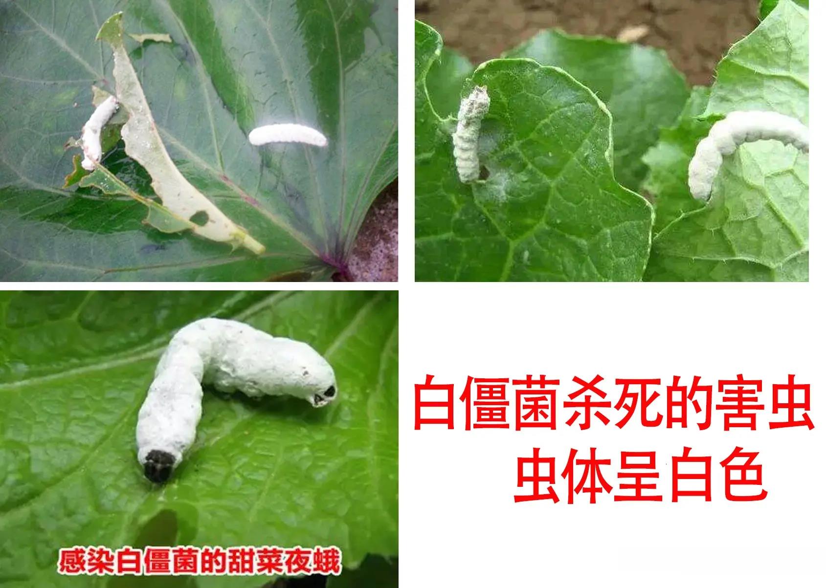 農(nóng)藥殺蟲有因果報(bào)應(yīng)嗎_殺蟲農(nóng)藥有哪些_農(nóng)藥殺蟲有哪些藥