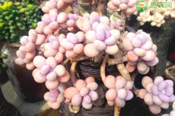 好看養(yǎng)品種多肉好不好養(yǎng)_最好養(yǎng)好看的多肉_多肉好看又好養(yǎng)的品種