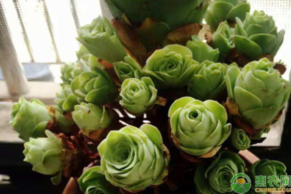 多肉好看又好養(yǎng)的品種_好看養(yǎng)品種多肉好不好養(yǎng)_最好養(yǎng)好看的多肉