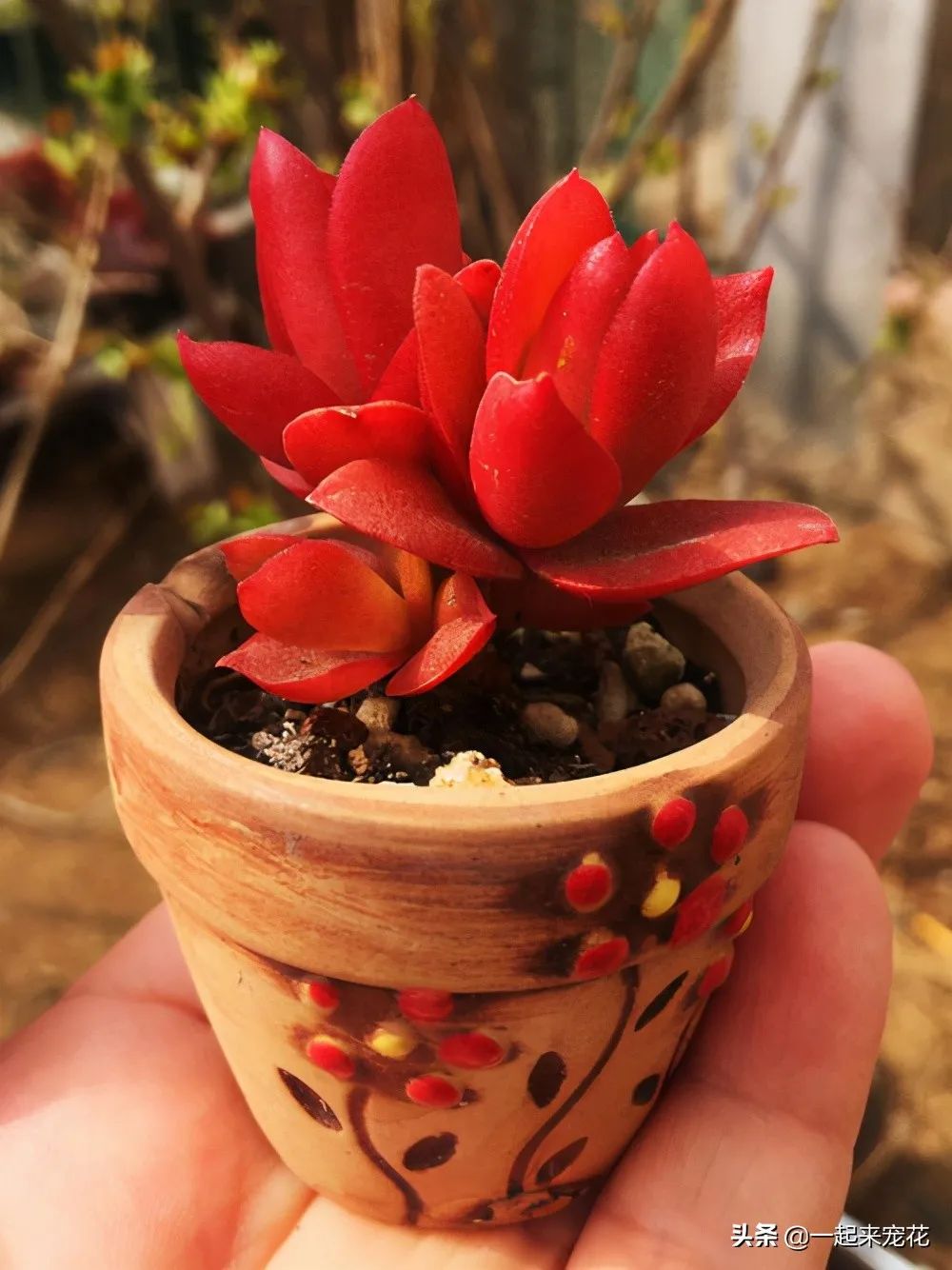 多肉火祭的寓意_多肉火祭風(fēng)水?dāng)[放禁忌_火祭多肉好養(yǎng)嗎